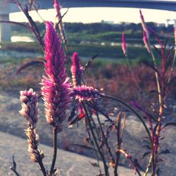 Close-up of pink flowers