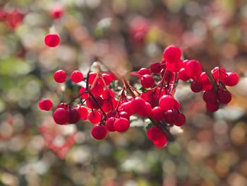 Close-up of red berries growing on tree