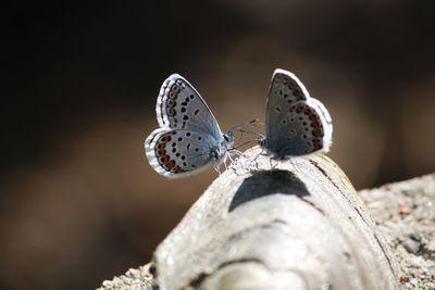 Close-up of blue butterflies