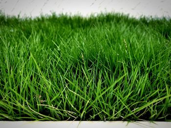 Close-up of crops on field