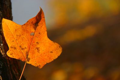 Close-up of dry maple leaf against sky