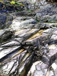 Full frame shot of trees