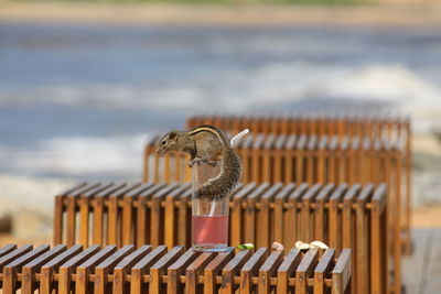 Squirrel on glass