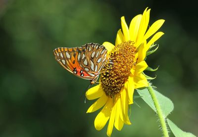 Close-up of butterfly pollinating yellow flower