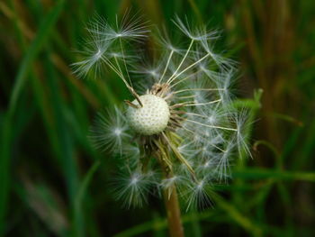 Close-up of dandelion flower