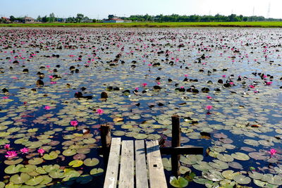 View of water lily in lake