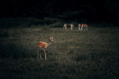 Deer standing on field