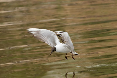 Spotting a seagull in flight at the lake of constance in altenrhein in switzerland 28.4.2021