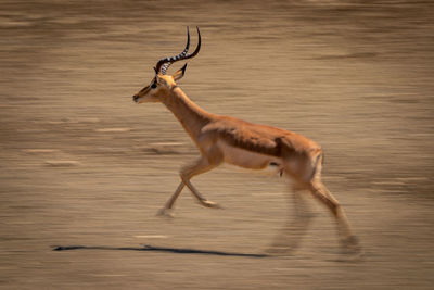 Slow pan of running male common impala