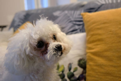 Close-up of dog relaxing on bed at home