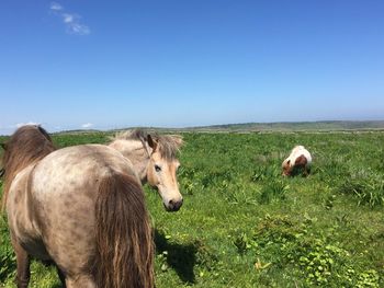 Horses standing on field against clear blue sky