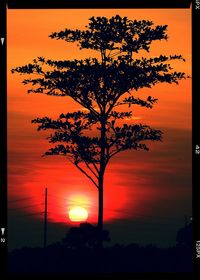 Silhouette of trees at sunset