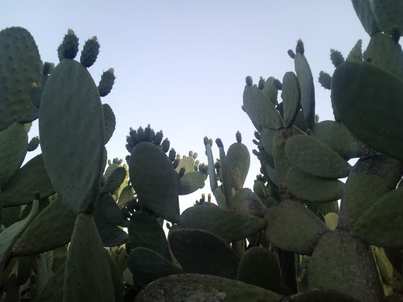 LOW ANGLE VIEW OF CACTUS GROWING AGAINST SKY