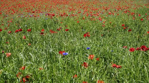 Red poppy flowers in field