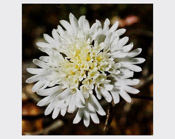 Close-up of flower against blurred background