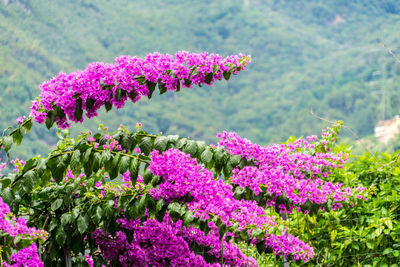 Close-up of pink flowering plant