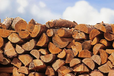 Stack of logs in forest