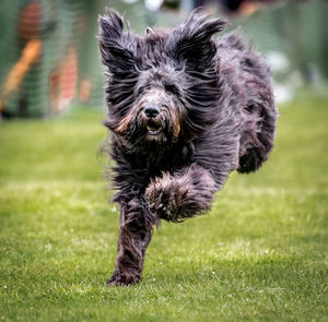 Close-up of dog running on grassy field