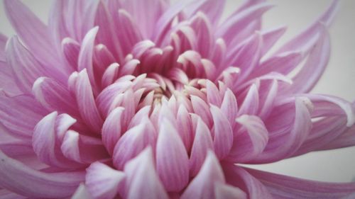 Close-up of pink dahlia