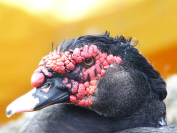 Close-up of bird