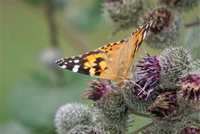 Close-up of butterfly pollinating on flower