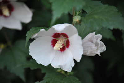 Close-up of white hibiscus blooming outdoors