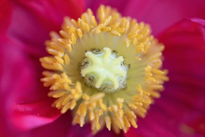 Close-up of pink flower blooming outdoors