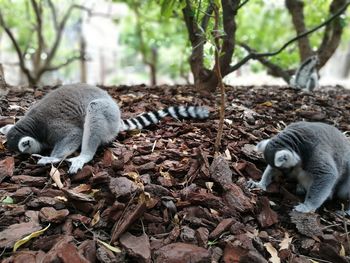 Close-up of lemurs by tree