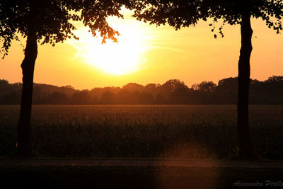 Silhouette trees on field against sky during sunset