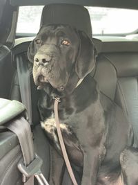 Dog sitting in car