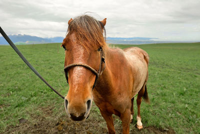 The endless, verdant kalajun prairie in xinjiang