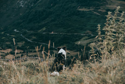 A dog in the mountains. border collie is sitting back and watching the beautiful view. mountains and peaks, nature and travel with a dog. holiday in national park