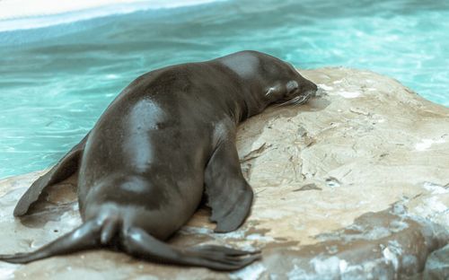 Close-up of sea lion swimming in water