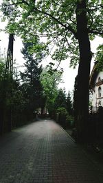 View of trees in garden