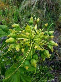 Close-up of fresh green plant