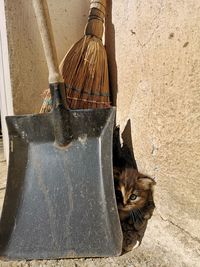 High angle portrait of cat by wall