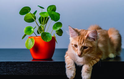 Close-up of a cat next to a potted plant