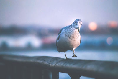 Close-up of bird perching on wood