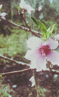 Close-up of pink flowers