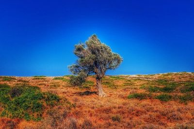 Trees on field against clear sky