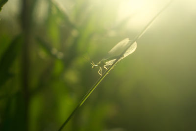 Close-up of insect on plant