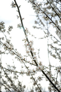 Low angle view of cherry blossoms against sky