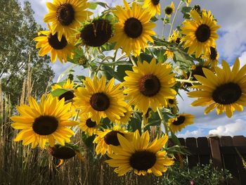 Sunflowers in field