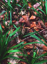 Close-up of mushrooms growing on field in forest