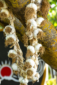 Close-up of decorations hanging on tree