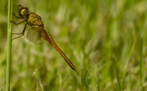 Close-up of insect on plant at field