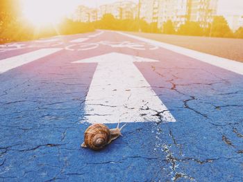 Close-up of snail on road