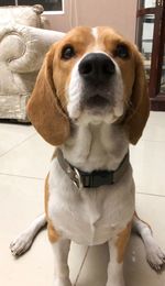 Portrait of dog sitting on floor