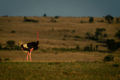 Side view of bird on field