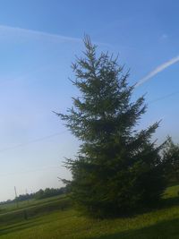 Low angle view of tree on field against clear sky